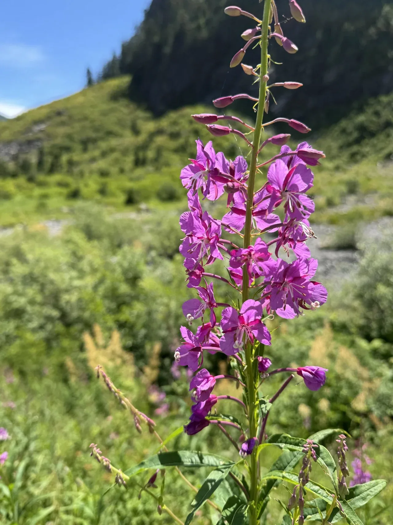 Pink flowers growing alongside the trail.