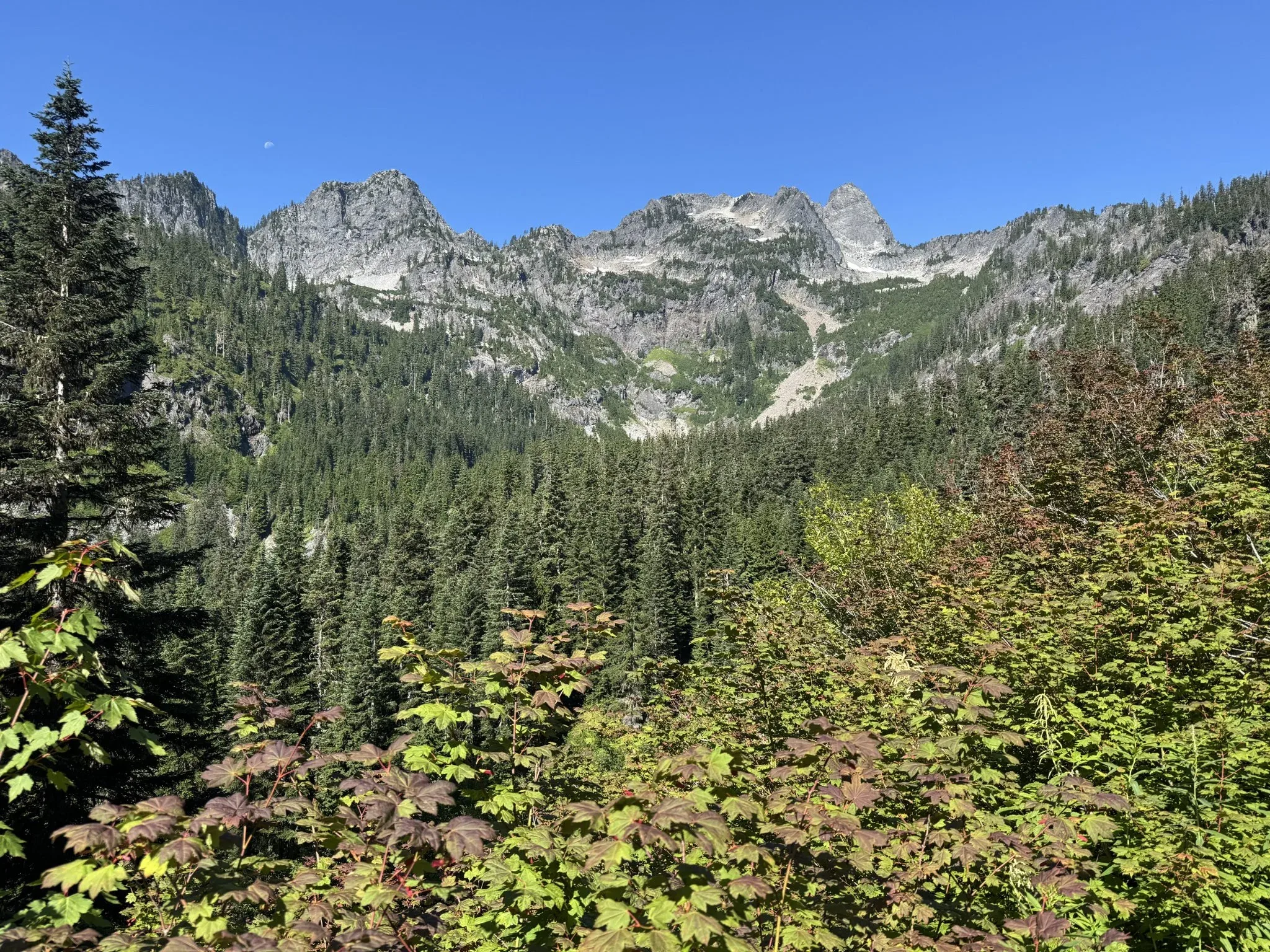 A view of the Pacific Northwest vegitation and mountainous scenery.
