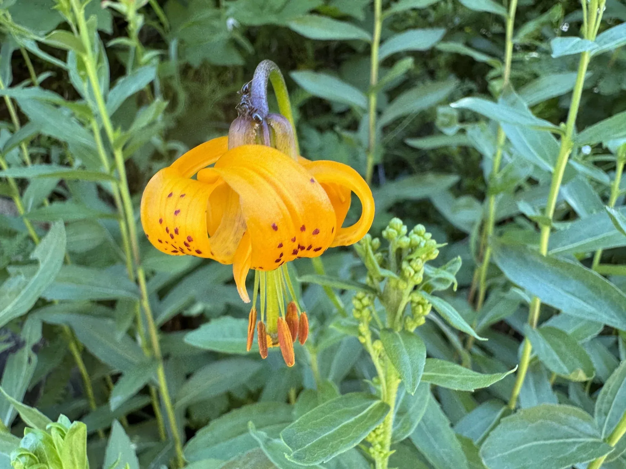 A yellow flower with red spots in a drooping and curled position.