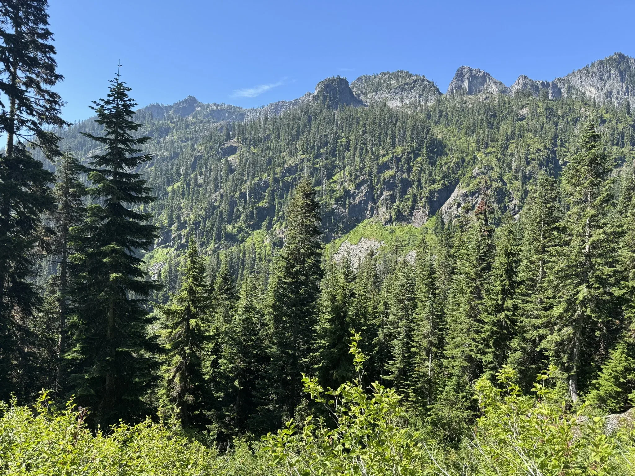 A vioew of evergreen trees and a rocky mountainous ridge.